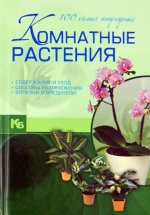 Амариллис на оконце разгорелся, будто солнце!