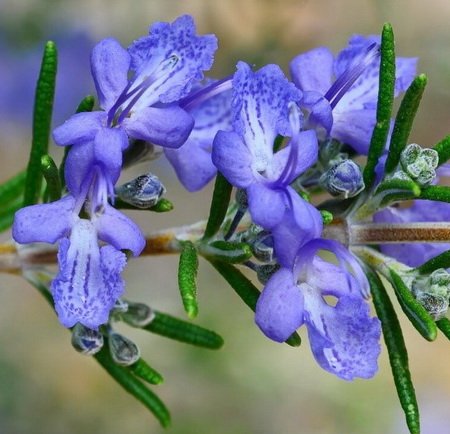 Любимая трава богов и лекарей