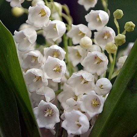 Ландыши, ландыши! Светлого мая привет