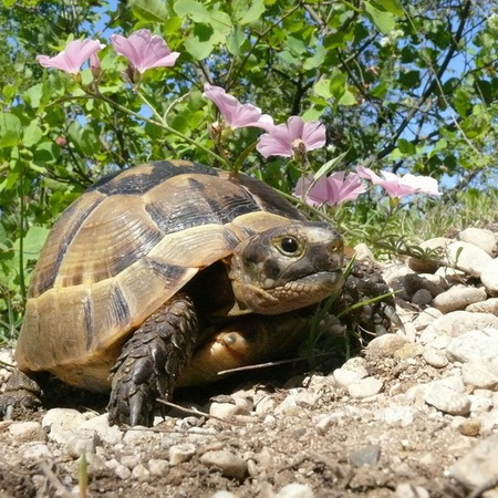 Есть у черепашки прочная рубашка!