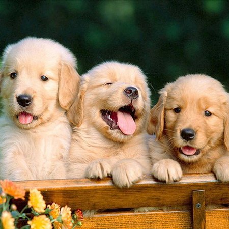 Друг человека и символ верности