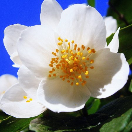 Король волшебных ароматов