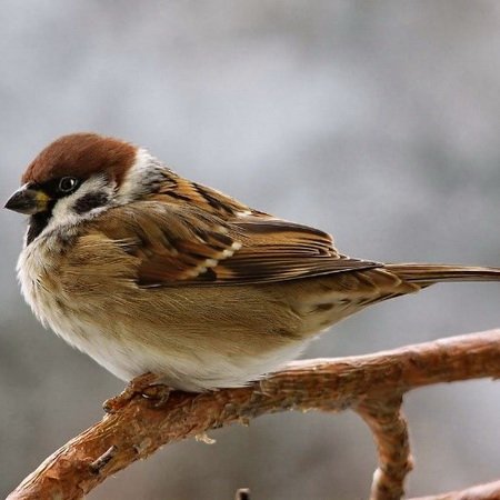 Воробей, воробушка, в перышках головушка